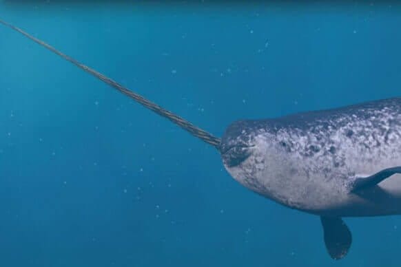 Poynting narwhal